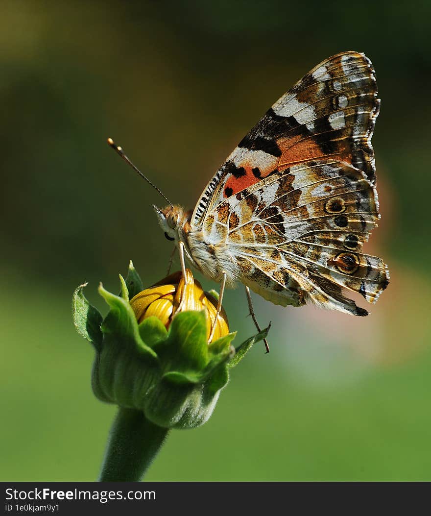 Butterfly With Padded Wings On The Nature