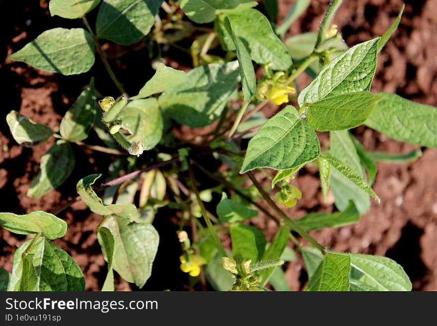 Mung Bean Plant in Agriculture Land