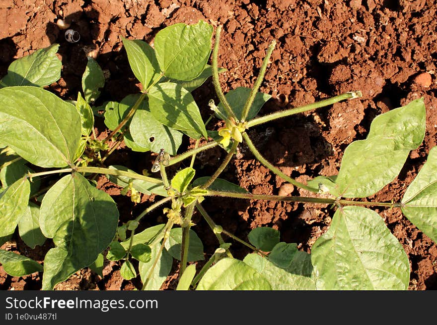 Mung Bean Plant in Agriculture Land