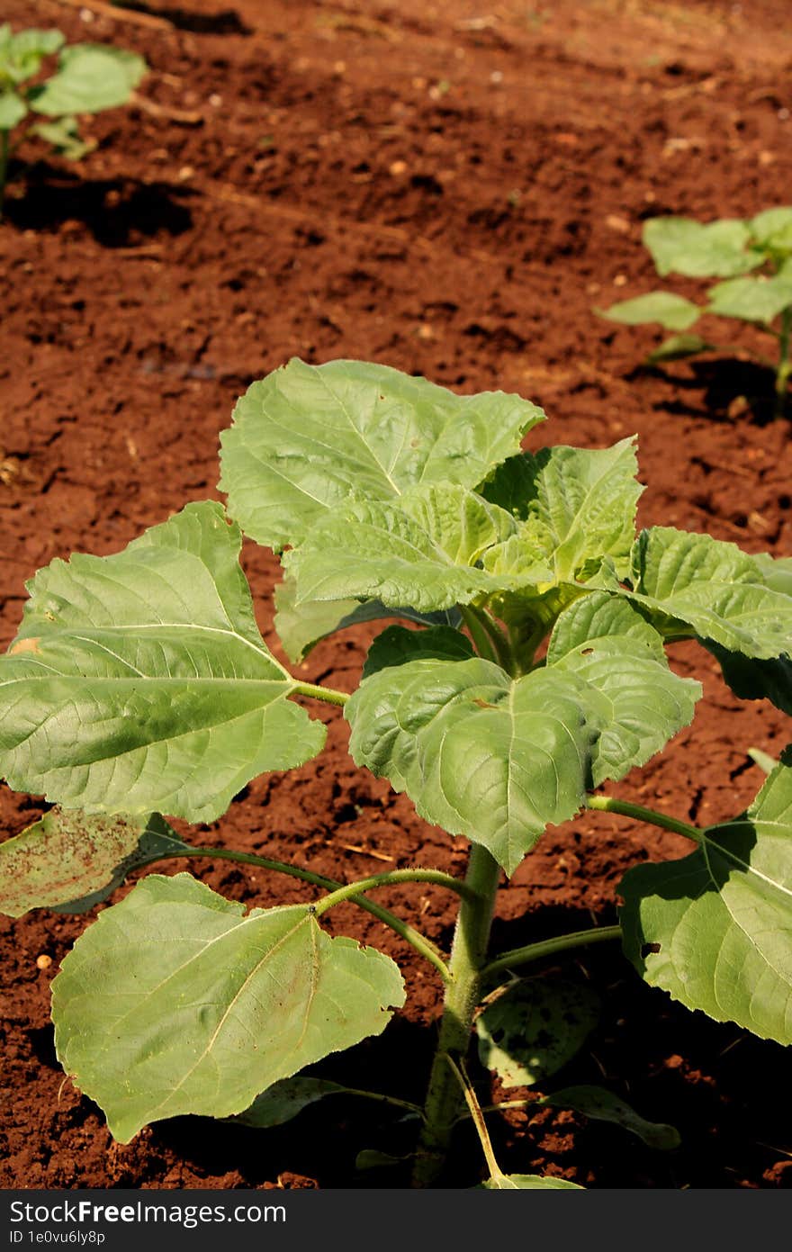 Sunflower Plant In Agriculture Land