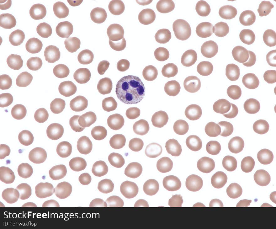 Normal neutrophil in peripheral blood. Wright X1000.