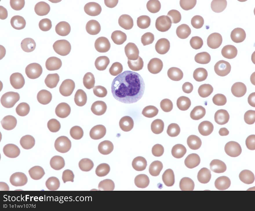 Normal monocyte in peripheral blood. Wright X1000.