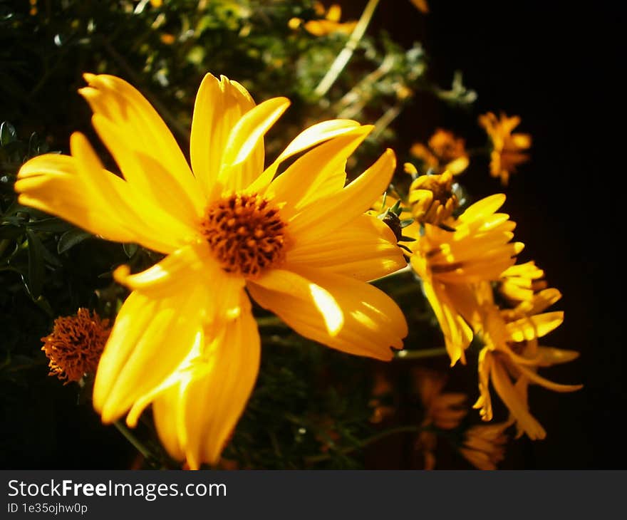 Close-up Of A Random Flower