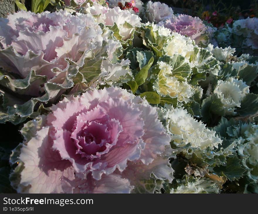 Close-up of cabbage looking flower