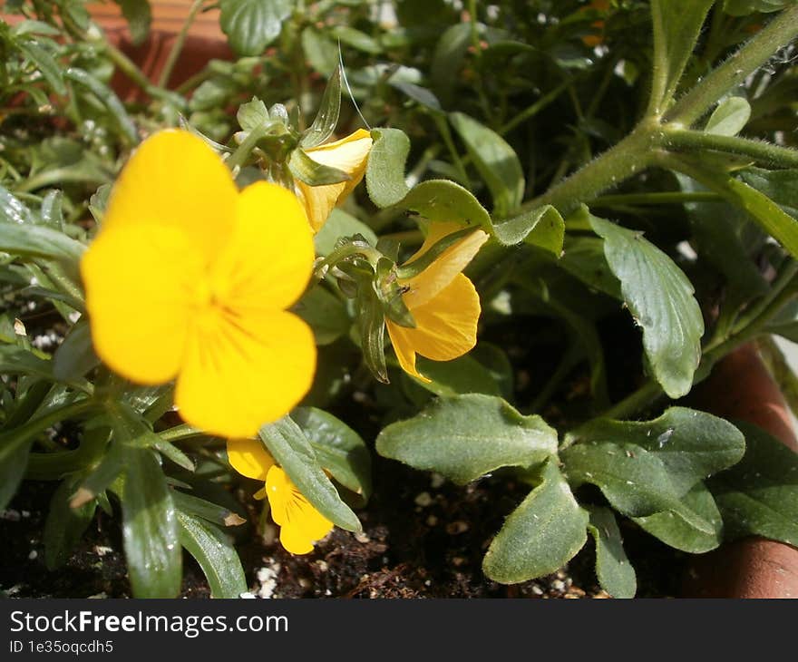 Close-up Of A Random Flower