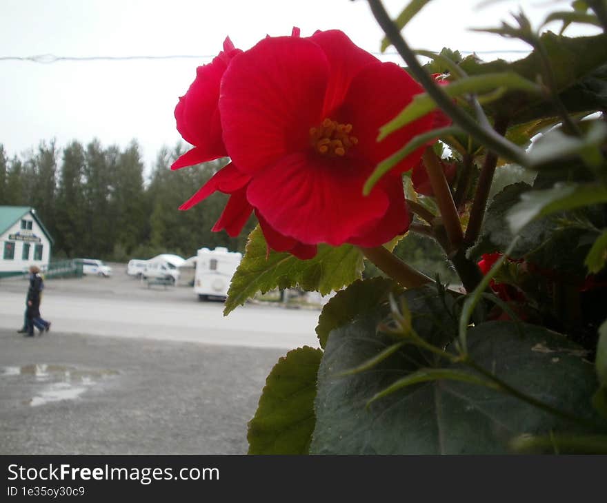 Close-up Of A Random Flower