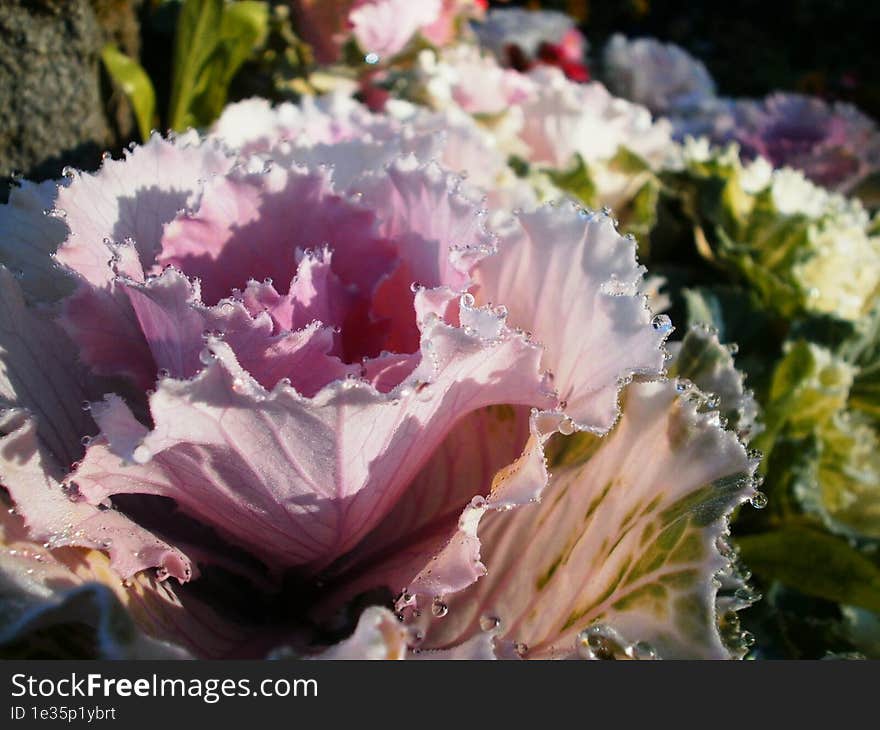 Close-up Of Cabbage Looking Flower