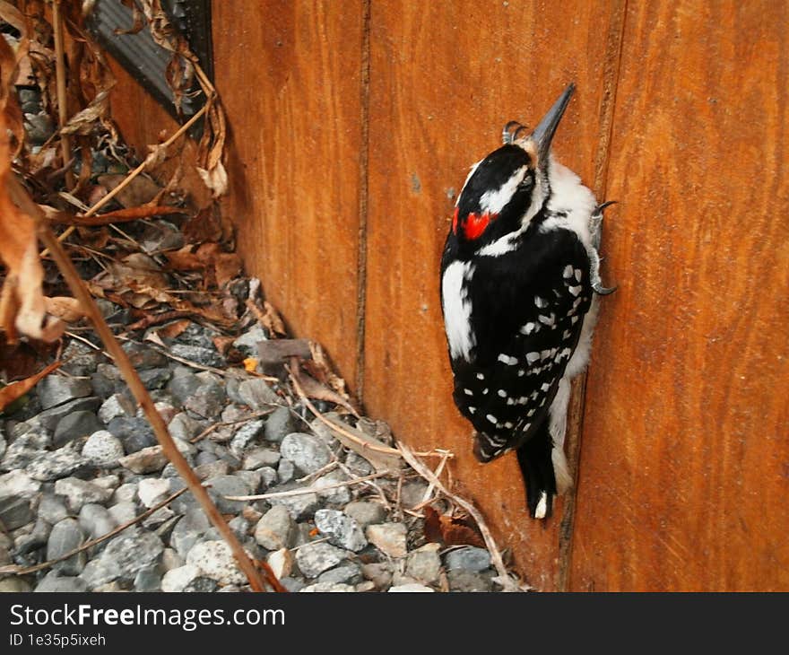 Little woodpecker perched on the side of a house