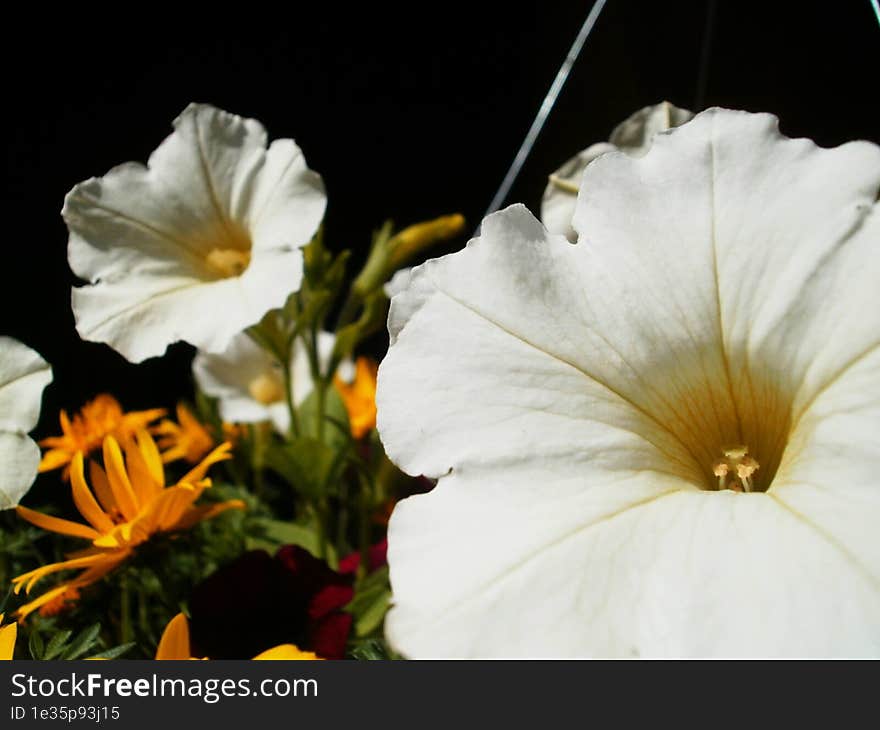 Close-up of random flowers