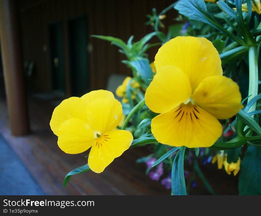 Close-up Of Random Flowers