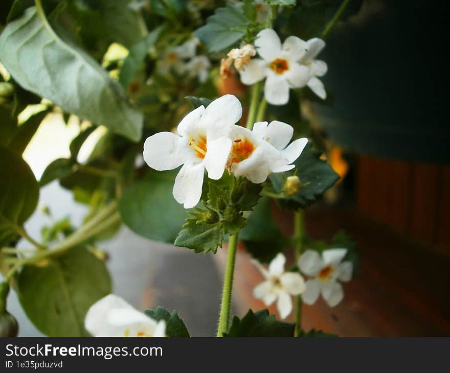 Close-up of random flowers