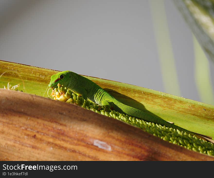 Big green lizard feeding in palm tree drupe - Vacoas Mauritius