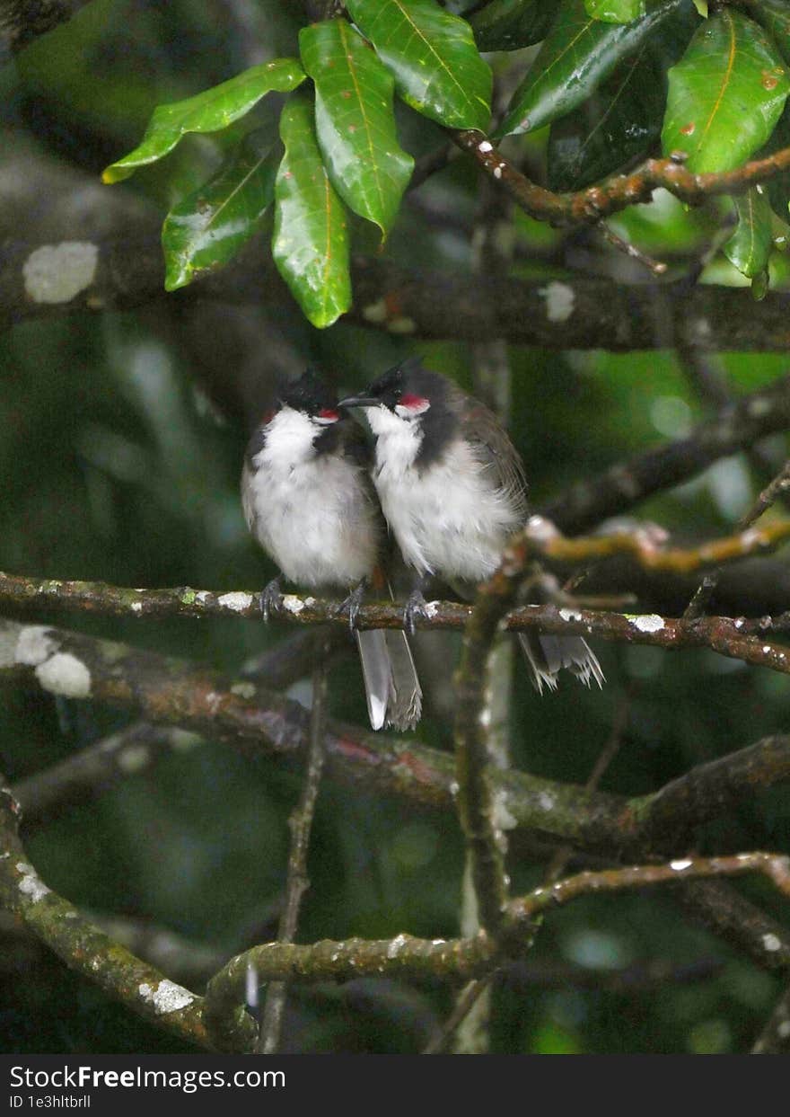 Couple Of Red Whiskered Bulbul Birds Perching Under Tree During Gloomy Weather