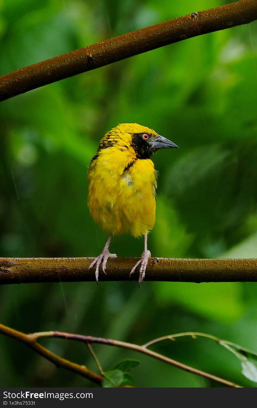 Yellow bird - Cape canary perching in natural environment