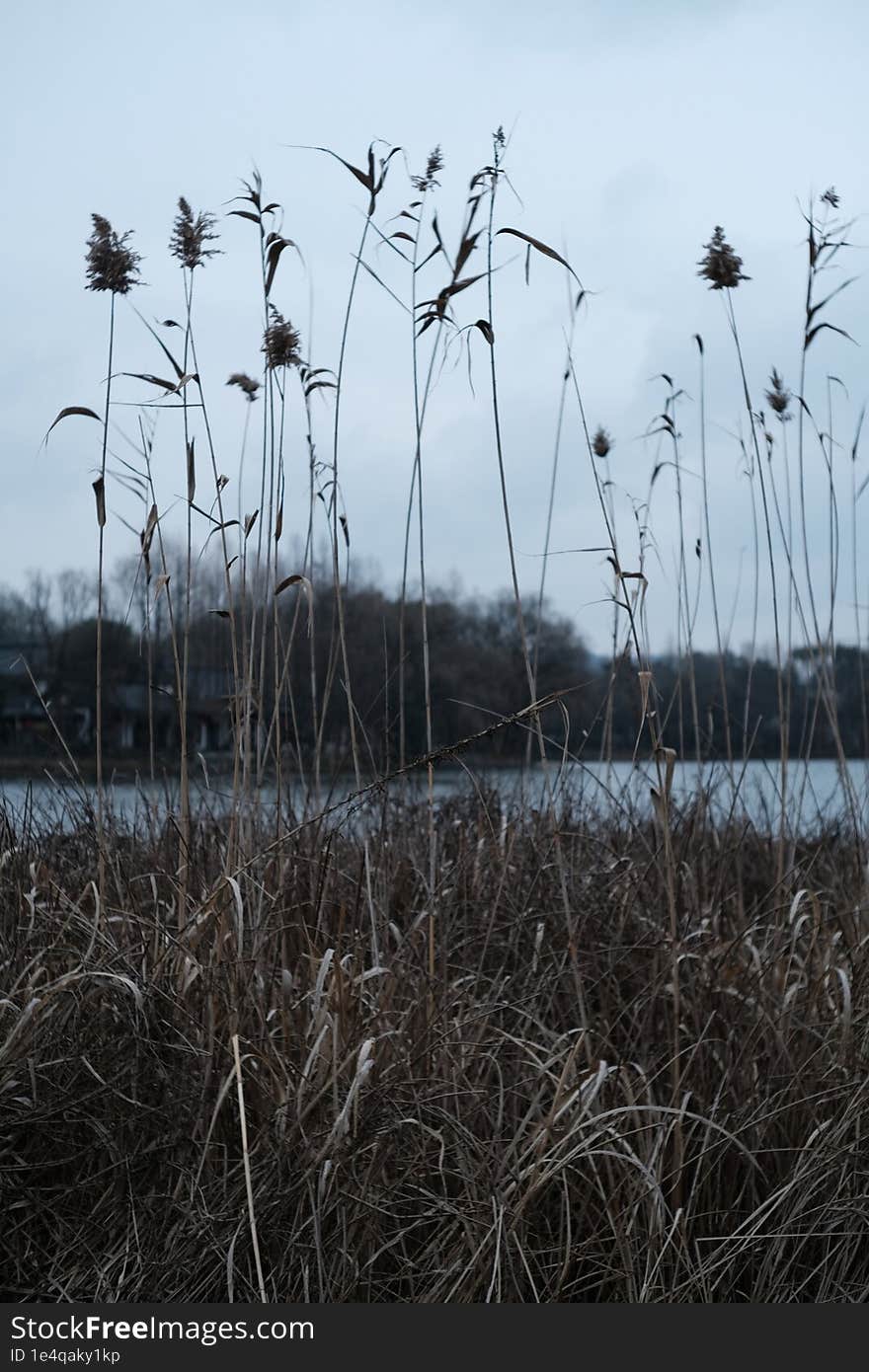 By the West Lake in autumn, the yellow reeds swing, The gloomy sky