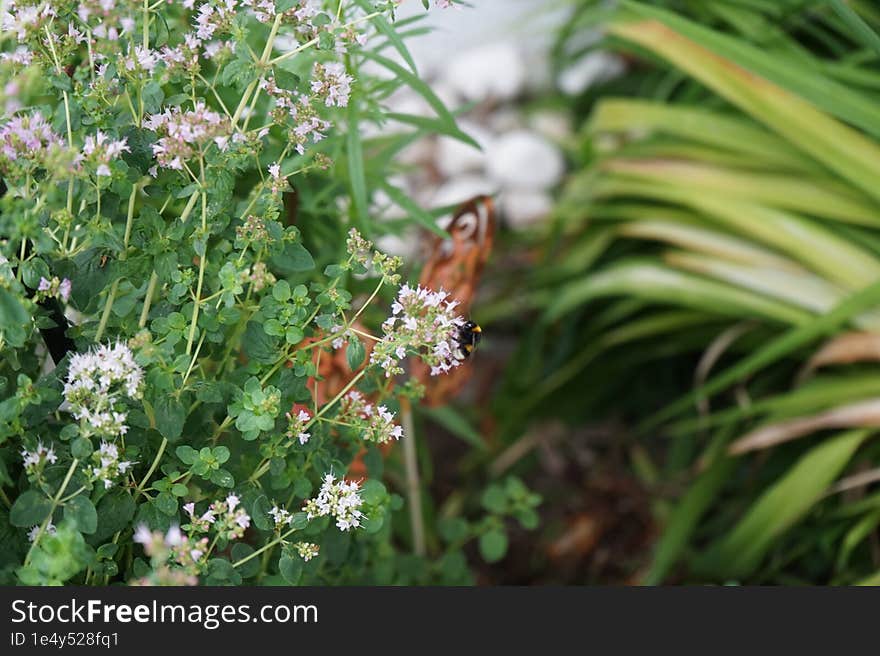 Bumblebee Bombus terrestris sits on oregano flowers Origanum vulgare, next to flowers of Hemerocallis fulva in July.