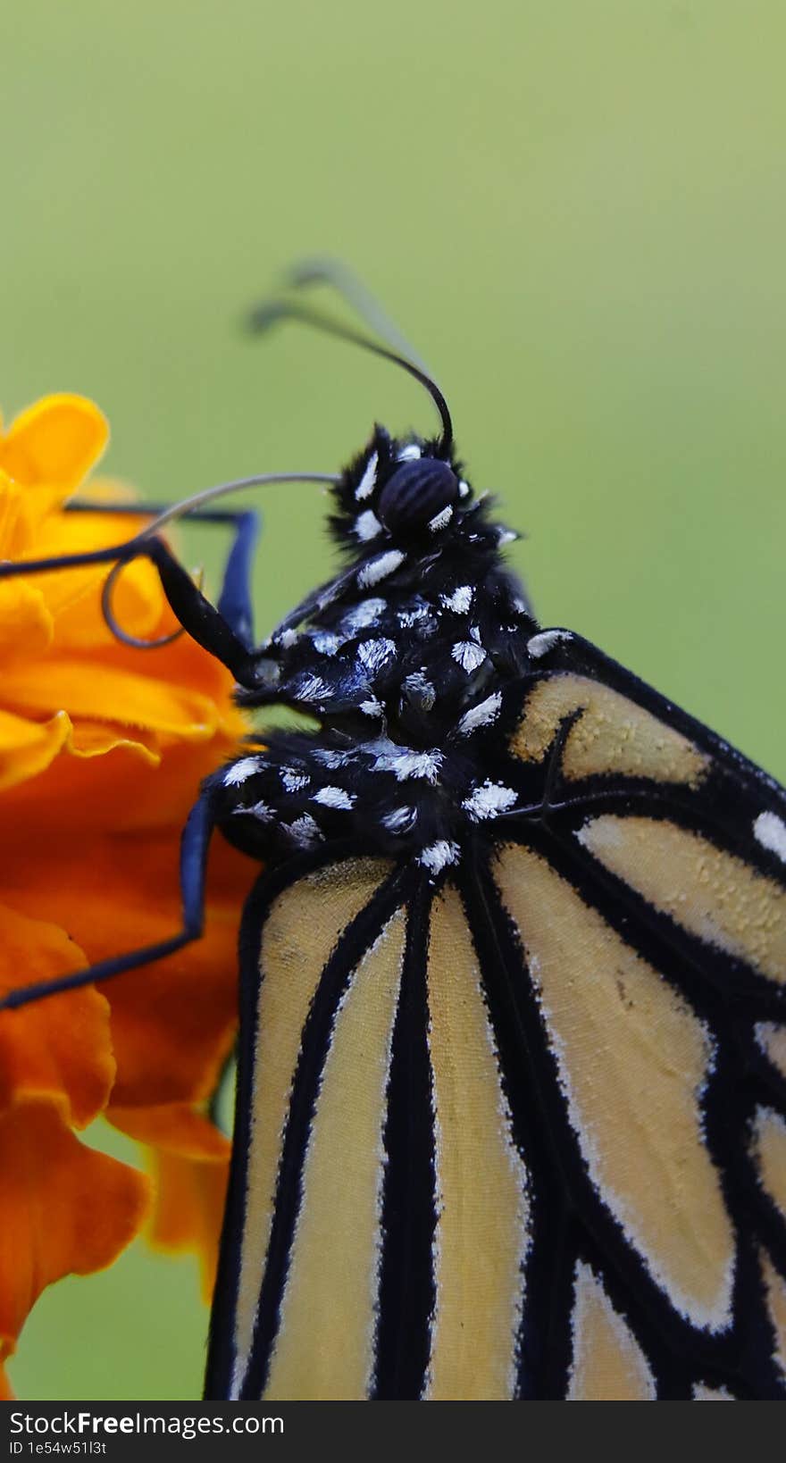 Close up look of monarch butterfly on the orange flower in the garden.