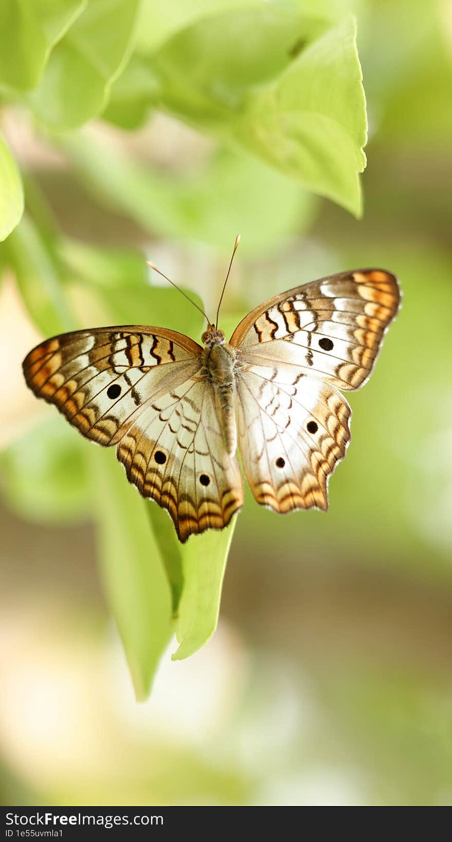 White peacock butterfly  on green leaves