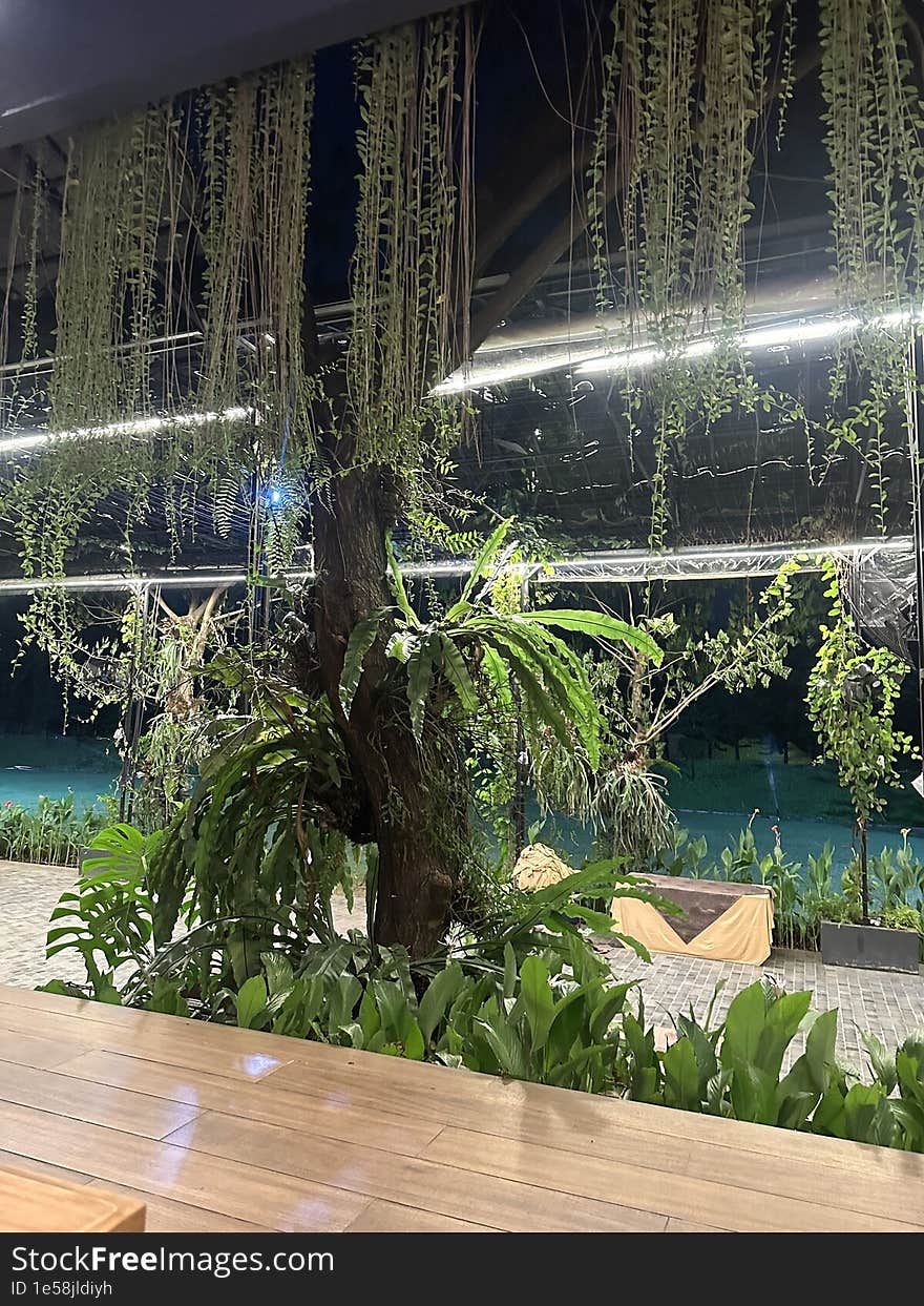 An old plant is seen planted in the backyard of a restaurant. The plant appears to cascade downward with lush foliage, illuminated by the glow of outdoor restaurant lights. An old plant is seen planted in the backyard of a restaurant. The plant appears to cascade downward with lush foliage, illuminated by the glow of outdoor restaurant lights.