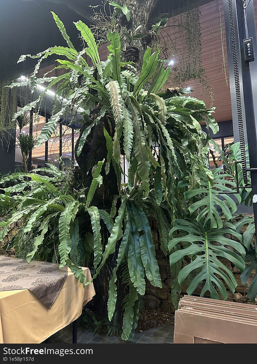 The beautiful and stunning mature plant, estimated to be over 20 years old, is displayed in a large stone pot placed outside a restaurant in Bintaro, Indonesia. The beautiful and stunning mature plant, estimated to be over 20 years old, is displayed in a large stone pot placed outside a restaurant in Bintaro, Indonesia.