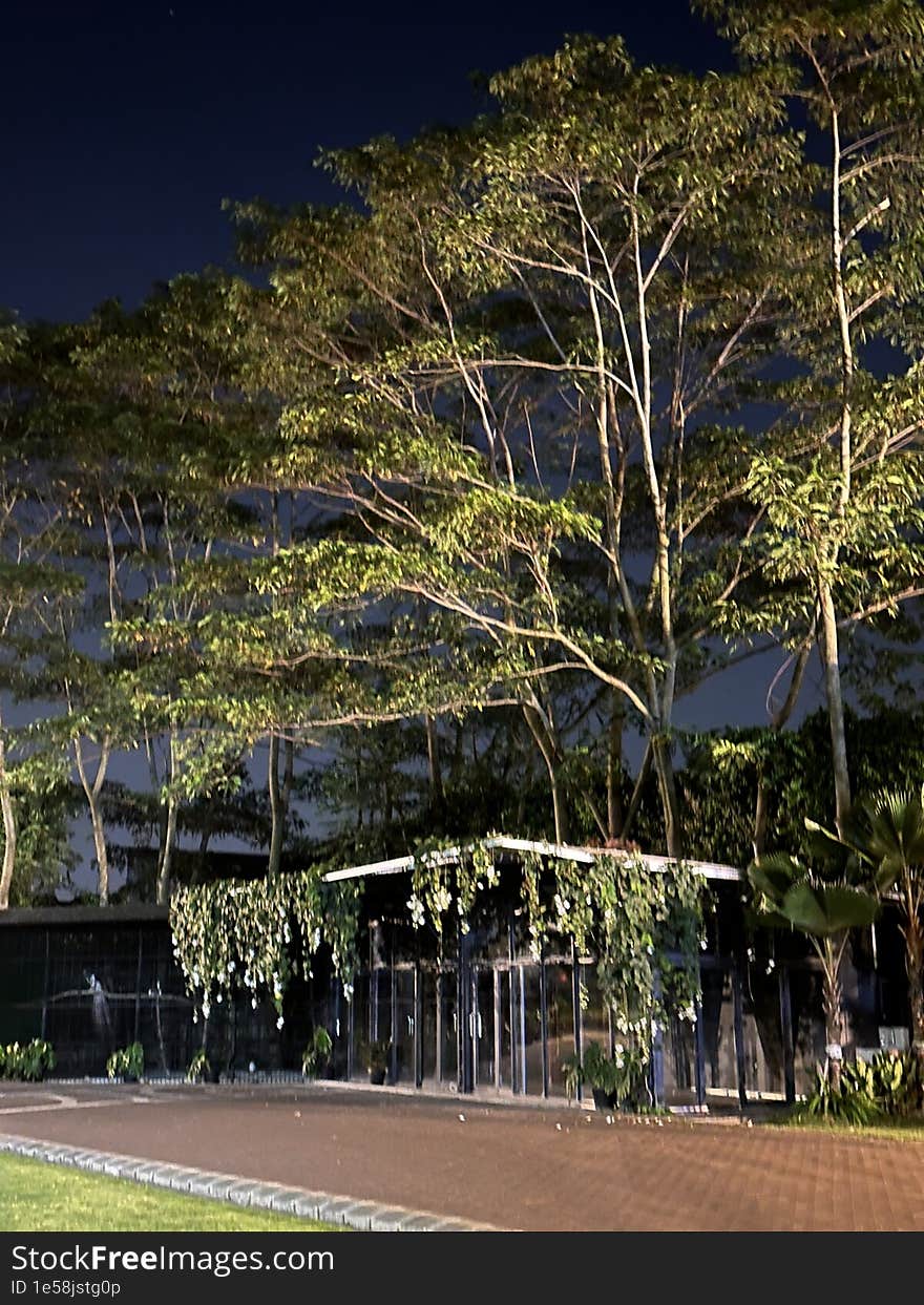 Tall trees can be seen swaying in the night at a luxurious residential area in Bintaro, South Tangerang, Indonesia. Tall trees can be seen swaying in the night at a luxurious residential area in Bintaro, South Tangerang, Indonesia.
