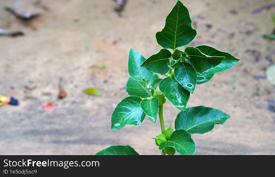 Ashwagandha Dry Root Medicinal Herb with Fresh Leaves, also known as Withania Somnifera, Ashwagandha, Indian Ginseng, Poison Gooseberry, or Winter Cherry.