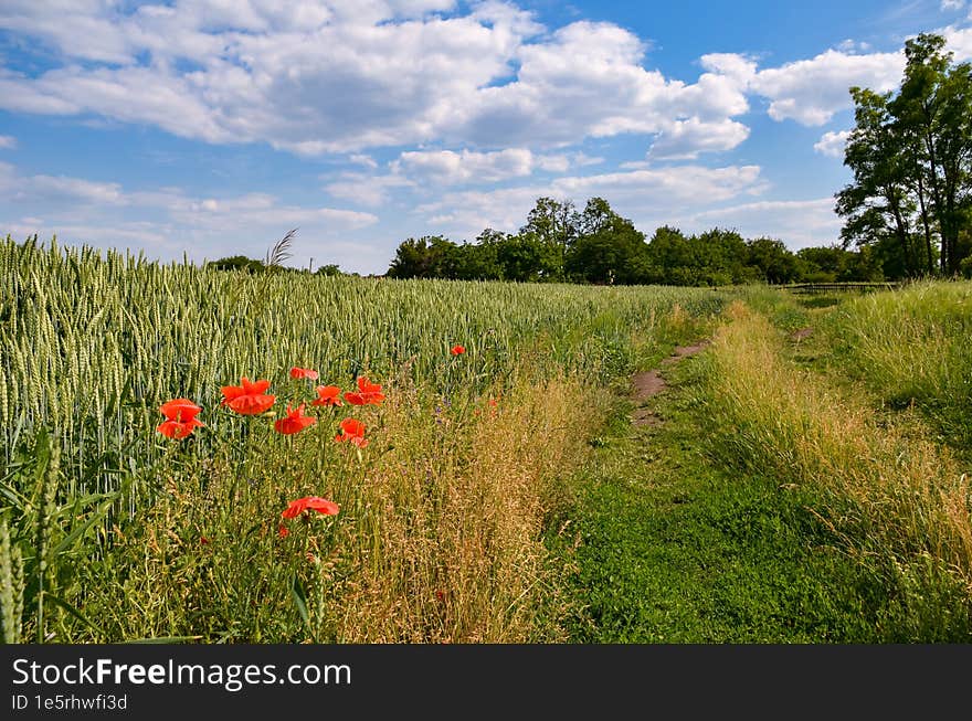 Field road along a field with wheat and red poppies