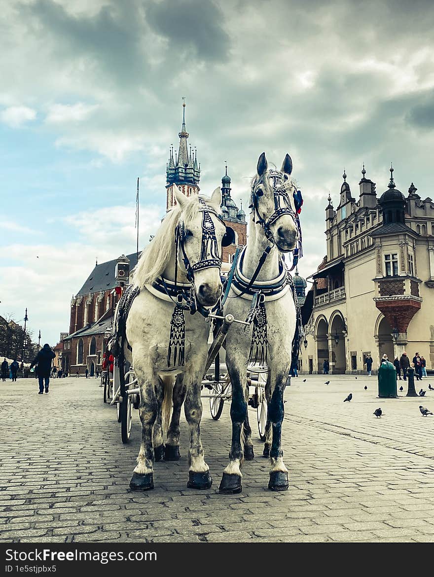 Krakow, Poland - 5th march, 2023: two beautiful white horse with carriage for tourist tour in central market square in Krakow - hi