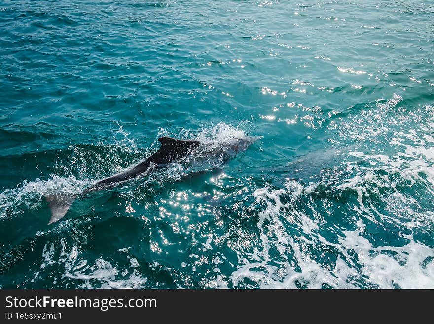 Dolphin spotted on cruise tour in Oman persian gulf bay. Mirellas island. Musandam