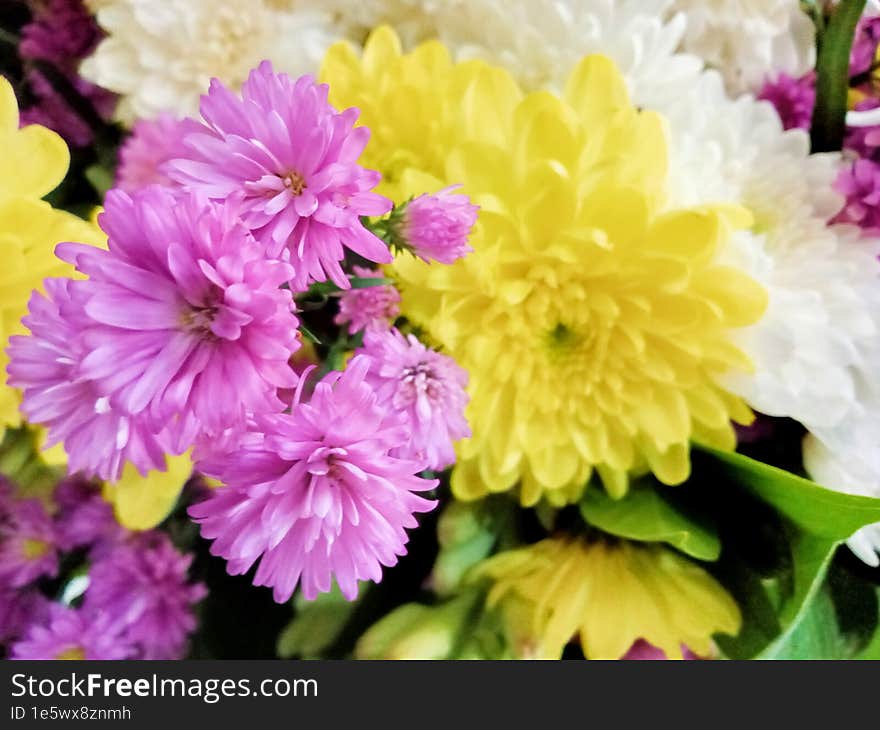 Beautiful colorful chrysanthemum koreanum flower decoration