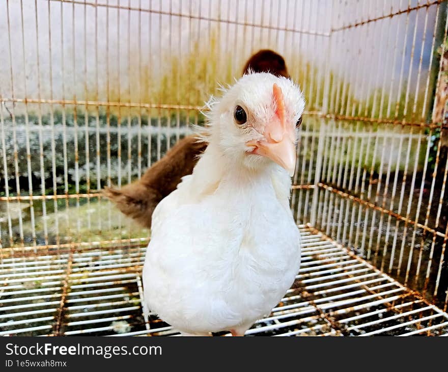 A White Broiler Chick Is Looking At The Camera In The Chicken Coop