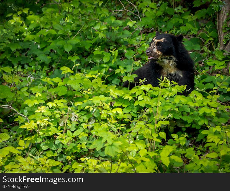 Close-up of an Andean bear against a background of greenery in a natural habitat