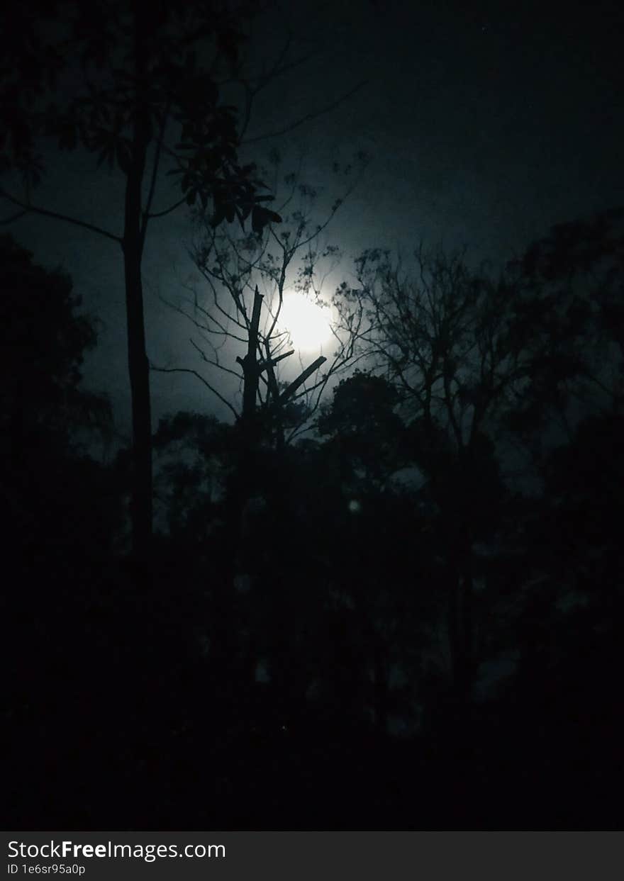 Beautiful Full Moon Night in the dark forest.thi photo capture in srilanka. Beautiful Full Moon Night in the dark forest.thi photo capture in srilanka