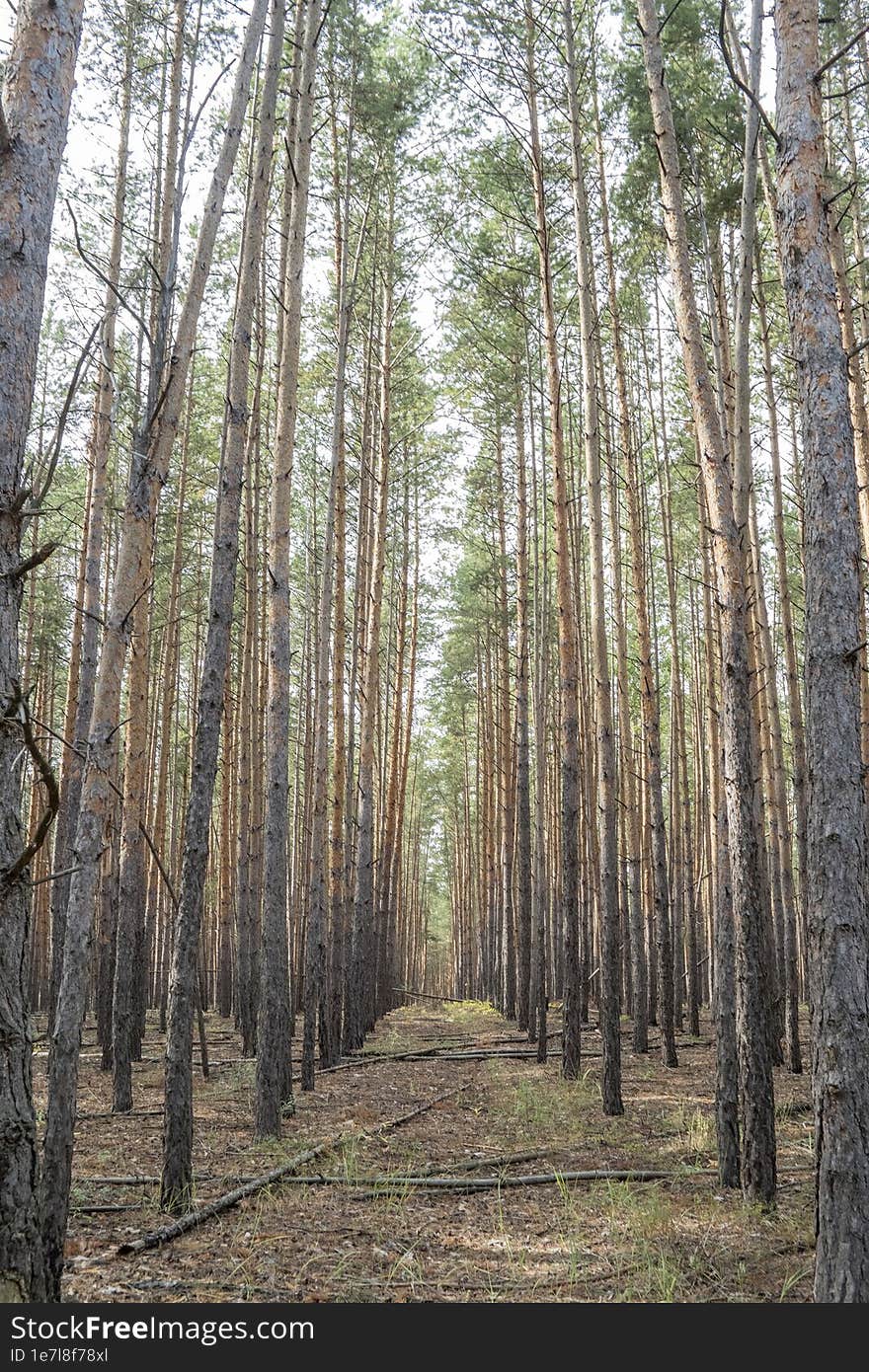 Clearing through a pine forest.