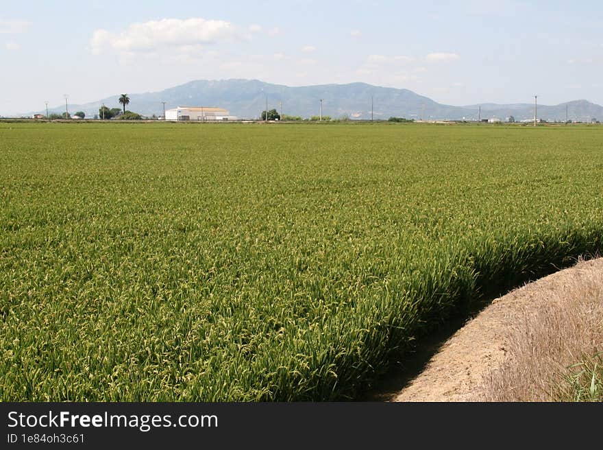 Rice fields of the Ebro delta, Tarragona, Spain.