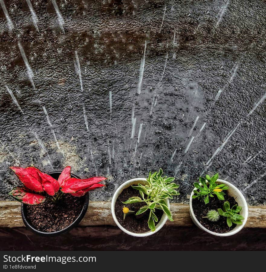 succulent and aglaonema when it rains