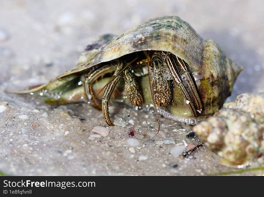 Shy Hermit Crab Hiding Inside His Shell On The Beach