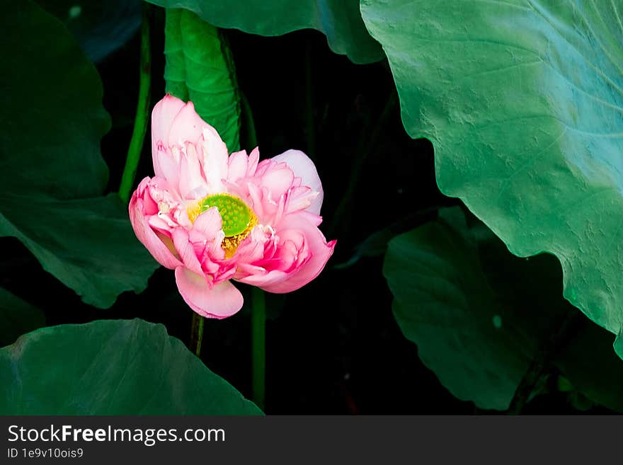 Pink Blooming Lotus With Green Leaf