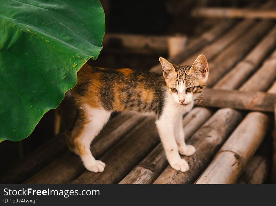 A Bewildered Kitten Under A Lotus Leaf