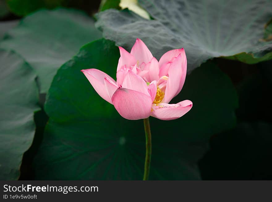 A Blooming Lotus With Green Leaf