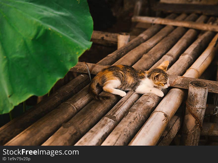 A curious kitten under a lotus leaf