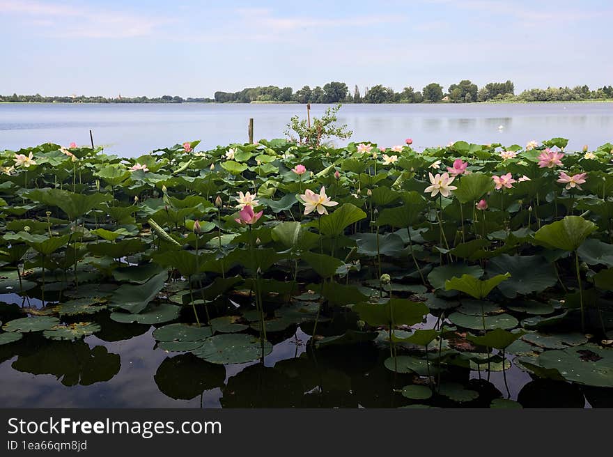 Lotus flowers and leaves on a lake on a sunny day