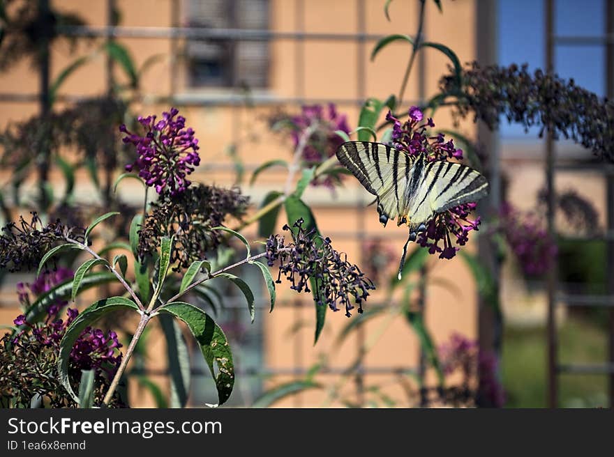 Butterfly On A Flower In A Bush Seen Up Close