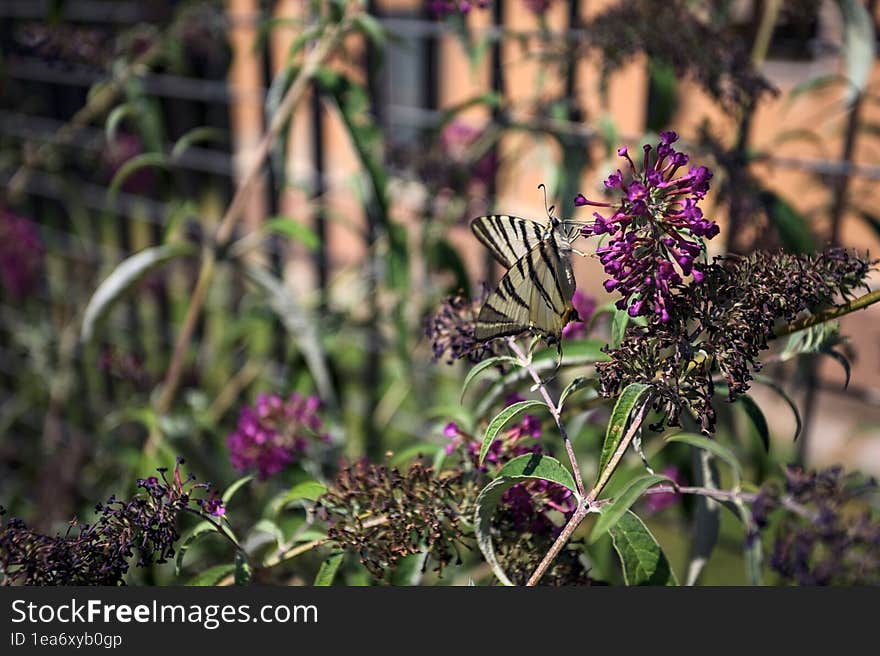 Butterfly on a flower in a bush seen up close