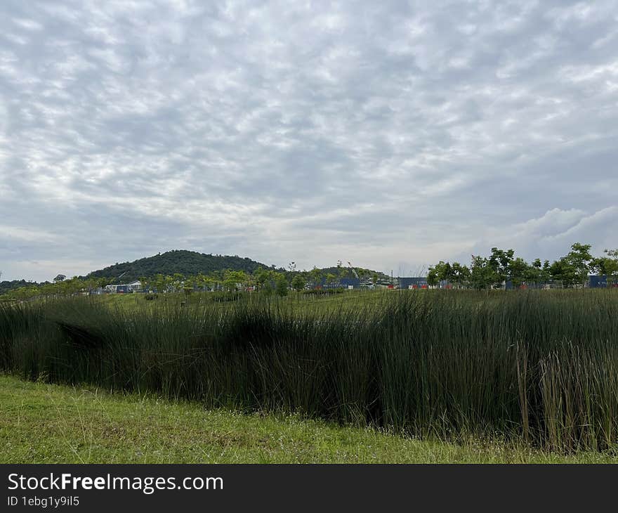 Natural grassland with cloudy sky