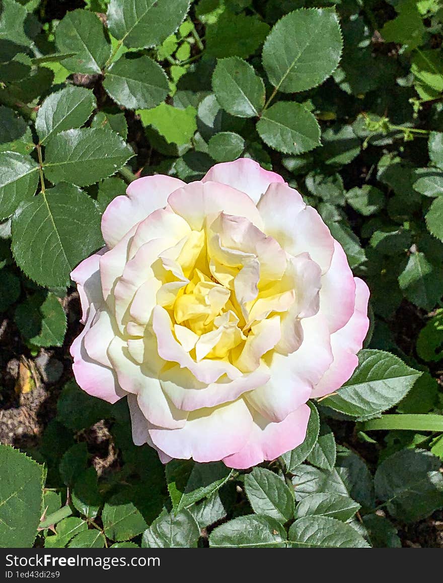 This photo represents pure beauty of nature. Pink rose from my garden,Romania. Thanks!. This photo represents pure beauty of nature. Pink rose from my garden,Romania. Thanks!