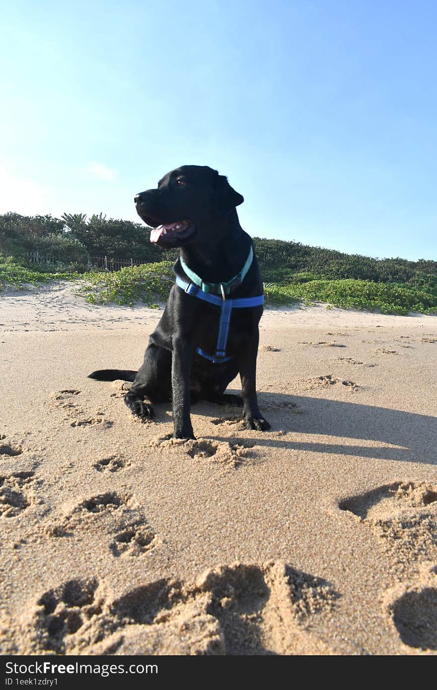 Black Labrador Enjoying The Beach