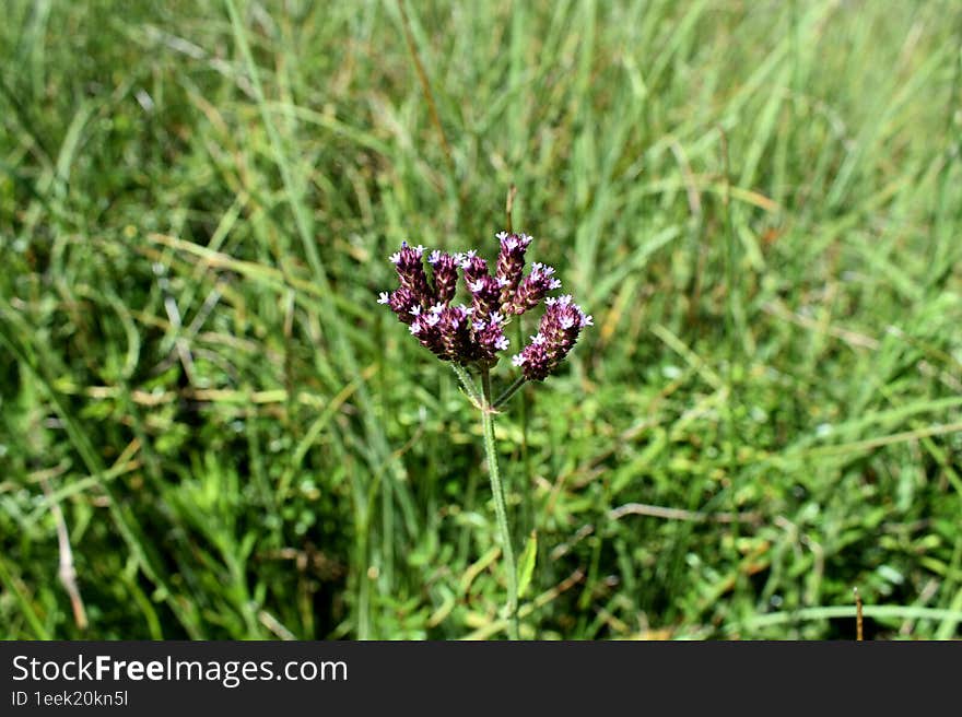 Lone Lavender In A Sea Of Green Grass