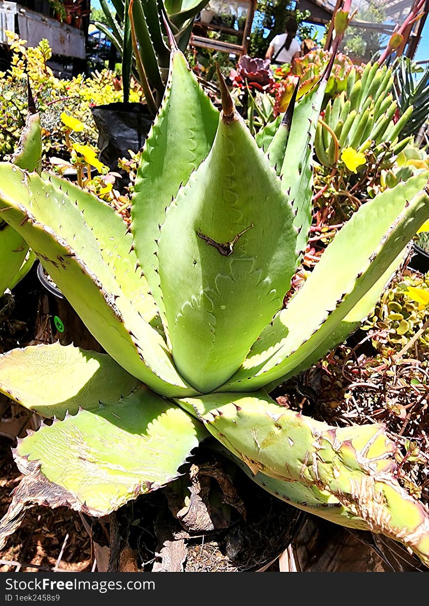 Giant succulent up close in a desert garden