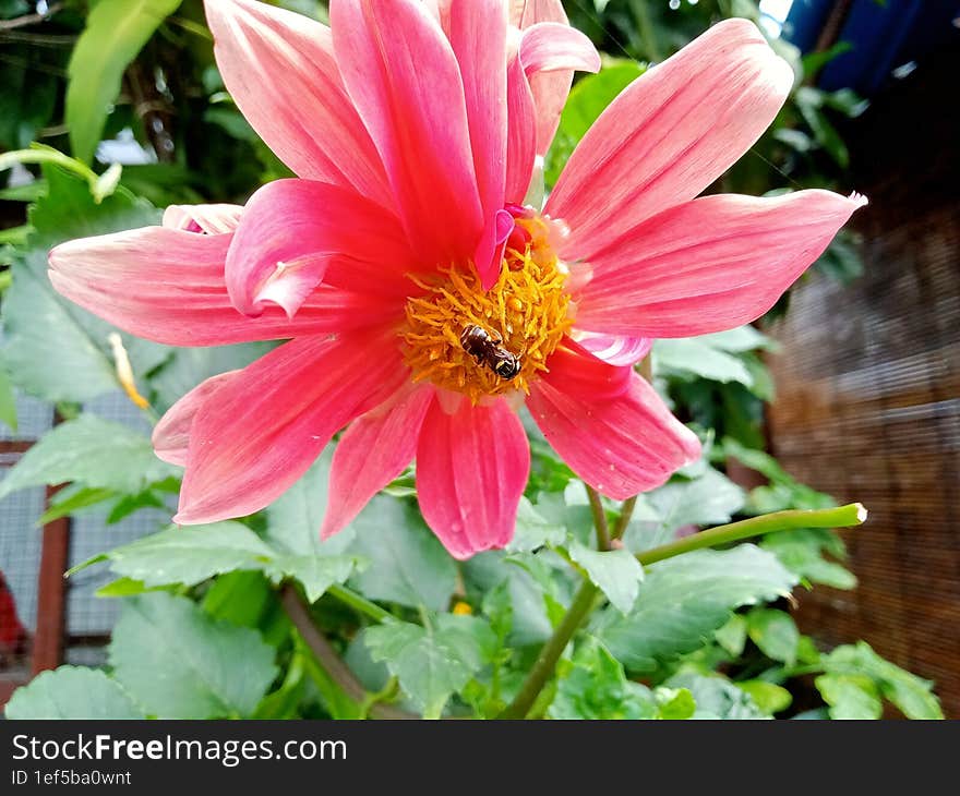 A honey bee that is perched on a flower in search of flower nectar